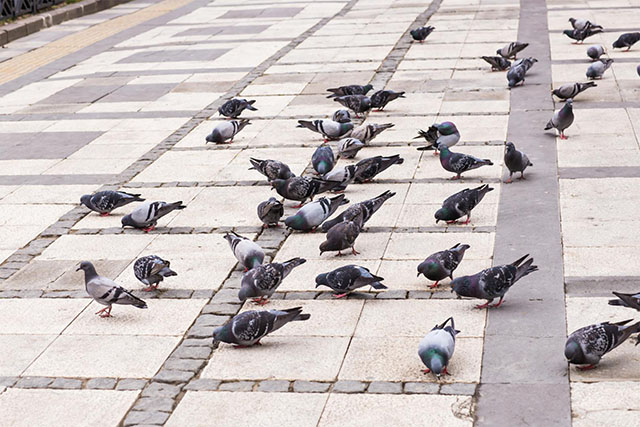Effarouchement d'oiseaux Blois