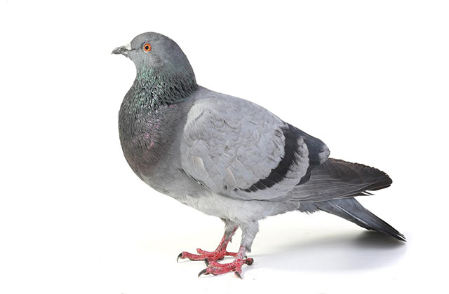 Effarouchement d'oiseaux Orléans